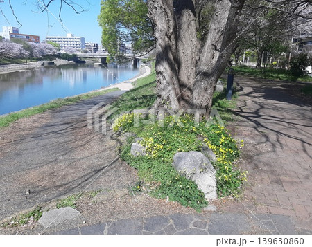公園の小道風景 綺麗な景色 川沿いの小道 公園の小道風景 綺麗な景色 川沿いの小道 139630860