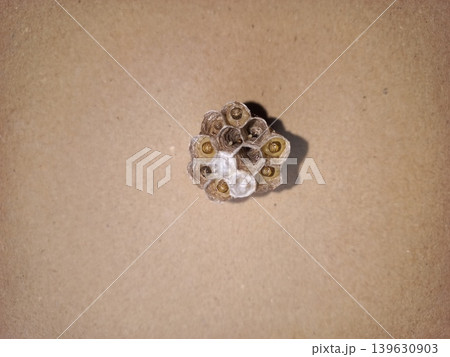 Developing Wasp Nest with Yellow Larvae on Beige Background 139630903