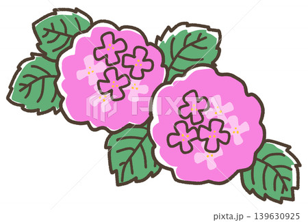 紫色の紫陽花 139630925