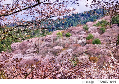 吉野・山桜千景 吉野・山桜千景 139631044