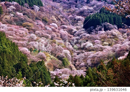 吉野・山桜千景 吉野・山桜千景 139631046