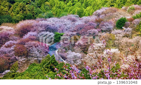 吉野・山桜千景 吉野・山桜千景 139631048