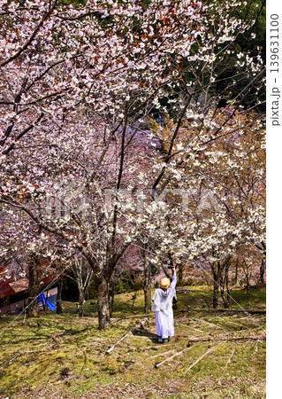 吉野・山桜千景 吉野・山桜千景 139631100