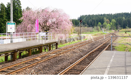 秋田内陸線 かたくり群生の郷 春の八津駅 秋田内陸線 かたくり群生の郷 春の八津駅 139631137