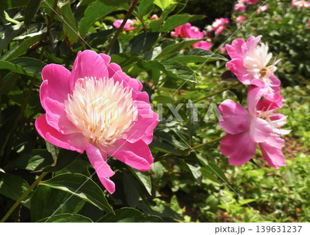 芍薬 139631237