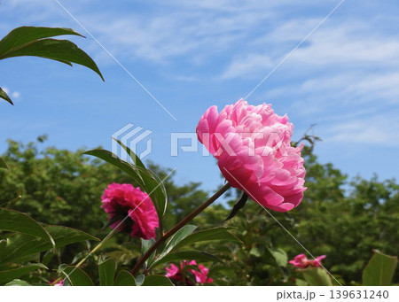芍薬 芍薬 139631240