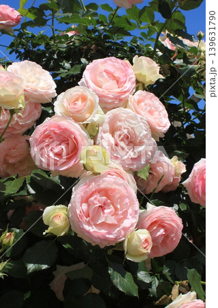 春のバラ園を彩る鮮やかなバラの花 春のバラ園を彩る鮮やかなバラの花 139631790