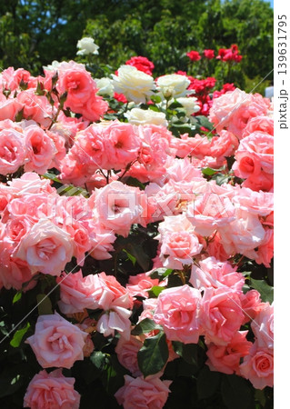 春のバラ園を彩る鮮やかなバラの花 139631795