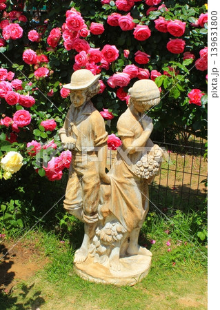 春のバラ園を彩る鮮やかなバラの花 春のバラ園を彩る鮮やかなバラの花 139631800