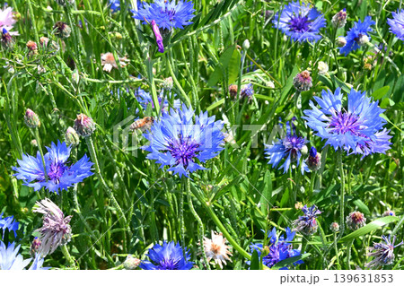 ヤグルマギクの蜜を集めに来た蜜蜂 ヤグルマギクの蜜を集めに来た蜜蜂 139631853