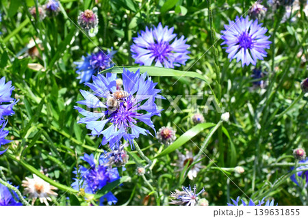 ヤグルマギクの蜜を集めに来た蜜蜂 ヤグルマギクの蜜を集めに来た蜜蜂 139631855