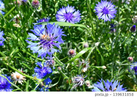 ヤグルマギクの蜜を集めに来た蜜蜂 139631858