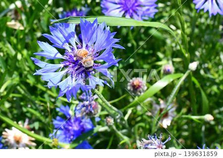 ヤグルマギクの蜜を集めに来た蜜蜂 139631859