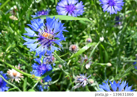 ヤグルマギクの蜜を集めに来た蜜蜂 139631860