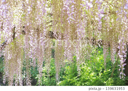 藤の花のある風景 139631953