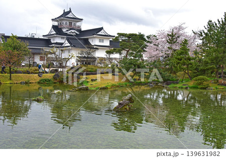 富山県 富山城の桜 富山県 富山城の桜 139631982