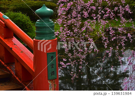 富山県　富山城太鼓橋と桜 139631984