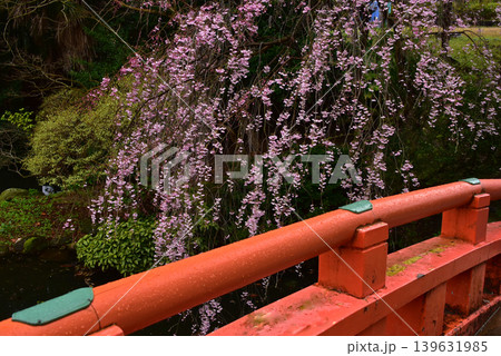 富山県 富山城太鼓橋と桜 富山県 富山城太鼓橋と桜 139631985