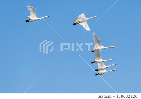 【新潟県瓢湖:渡り鳥】越冬地で力強く飛ぶ白鳥 【新潟県瓢湖:渡り鳥】越冬地で力強く飛ぶ白鳥 139632120