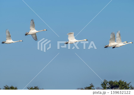 【新潟県瓢湖:渡り鳥】越冬地で力強く飛ぶ白鳥 【新潟県瓢湖:渡り鳥】越冬地で力強く飛ぶ白鳥 139632122