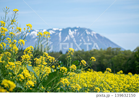 岩手県 小岩井の春のイメージ画像 岩手県 小岩井の春のイメージ画像 139632150