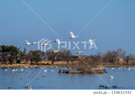 【新潟県瓢湖:渡り鳥】越冬地で力強く飛ぶ白鳥 【新潟県瓢湖:渡り鳥】越冬地で力強く飛ぶ白鳥 139632342
