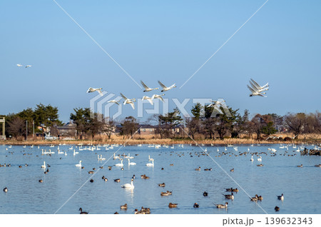 【新潟県瓢湖:渡り鳥】越冬地で力強く飛ぶ白鳥 【新潟県瓢湖:渡り鳥】越冬地で力強く飛ぶ白鳥 139632343