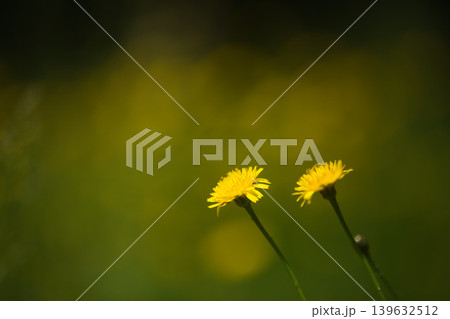 早春の木々や草花たち 139632512