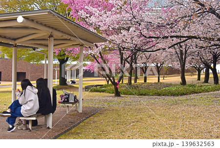 富山県 富山まちなか 富岩運河環水公園の桜 富山県 富山まちなか 富岩運河環水公園の桜 139632563