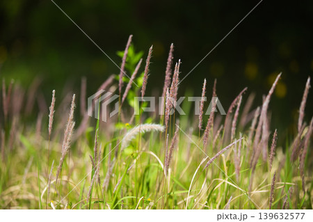 早春の木々や草花たち 早春の木々や草花たち 139632577