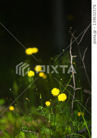 早春の木々や草花たち 早春の木々や草花たち 139632578