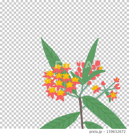 Orange blossoms - Asclepias Orange blossoms - Asclepias 139632672