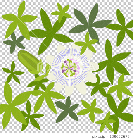 シンプルな花の背景素材　時計草 139632673