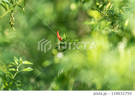 Fresh red chili growing among green leaves with soft blurred background in natural sunlight showing organic farming and spicy tropical harvest Fresh red chili growing among green leaves with soft blurred background in natural sunlight showing organic farming and spicy tropical harvest 139632750