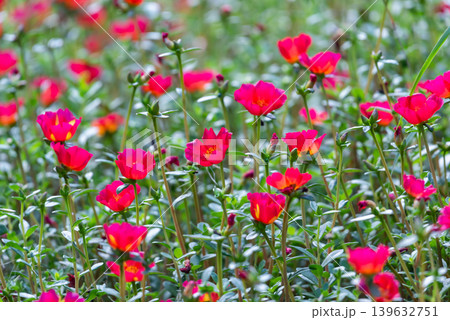Bright pink moss rose flowers blooming in garden with soft natural background and vibrant colorful petals during sunny daytime Bright pink moss rose flowers blooming in garden with soft natural background and vibrant colorful petals during sunny daytime 139632751