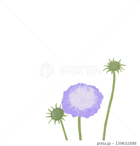 花のイラスト マツムシソウ 花のイラスト マツムシソウ 139632898
