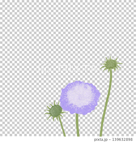 花のイラスト マツムシソウ 花のイラスト マツムシソウ 139632898