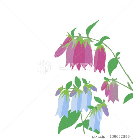 花のイラスト ホタルブクロ 花のイラスト ホタルブクロ 139632899