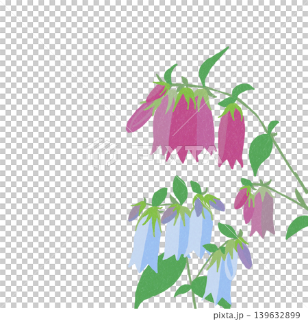 花のイラスト ホタルブクロ 花のイラスト ホタルブクロ 139632899