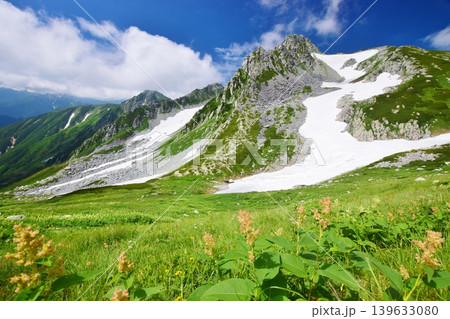 花咲き誇る立山連峰の夏 139633080