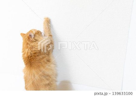 白い壁に爪を立てる茶トラ猫 139633100