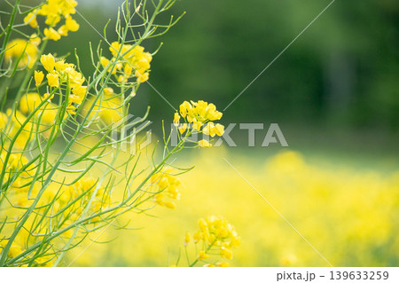 春の光に輝く菜の花 春の光に輝く菜の花 139633259