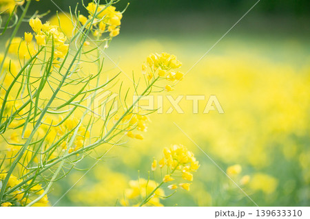 春の光に輝く菜の花 139633310
