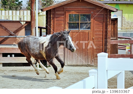 東武動物公園の疾走する馬 東武動物公園の疾走する馬 139633367
