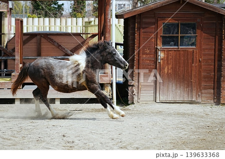 東武動物公園の疾走する馬 東武動物公園の疾走する馬 139633368