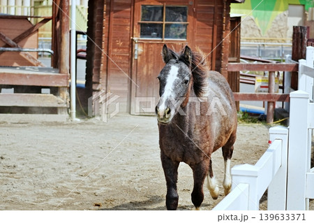 東武動物公園の疾走する馬 東武動物公園の疾走する馬 139633371