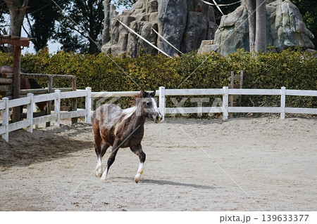 東武動物公園の疾走する馬 139633377