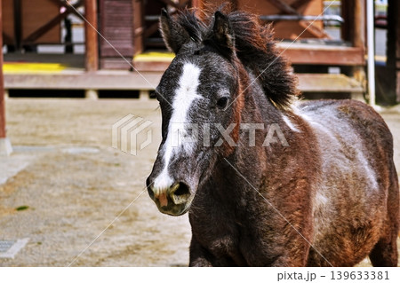 東武動物公園の疾走する馬 東武動物公園の疾走する馬 139633381