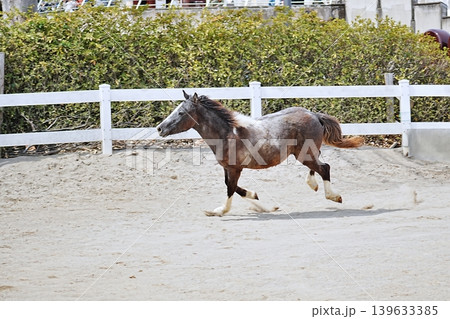 東武動物公園の疾走する馬 東武動物公園の疾走する馬 139633385