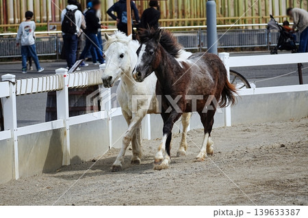 東武動物公園の疾走する馬 東武動物公園の疾走する馬 139633387